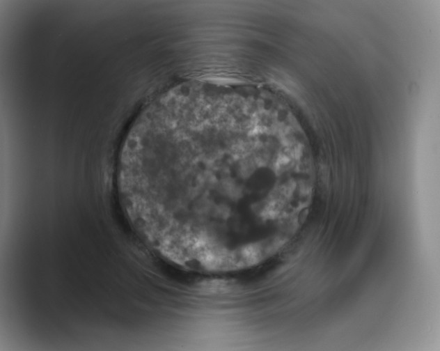 X0000088690499200706282005