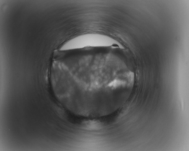 X0000088690503200706282005