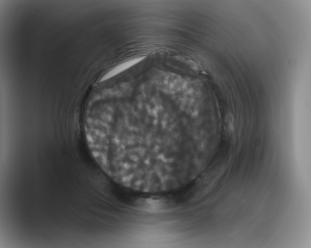 X0000088690506200706282005