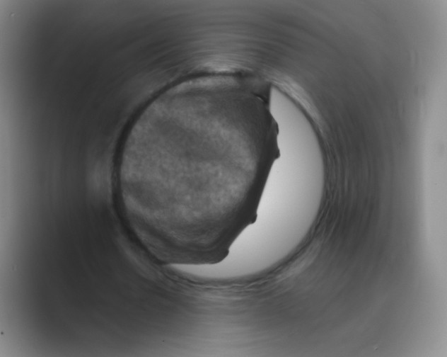 X0000088690530200706282004