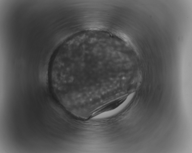 X0000088690531200706282004