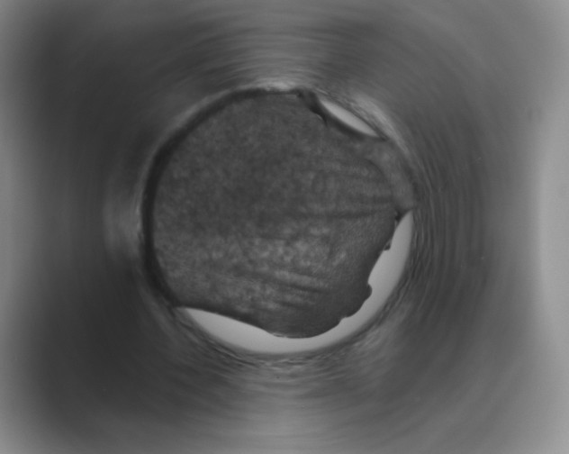 X0000088690532200706282004