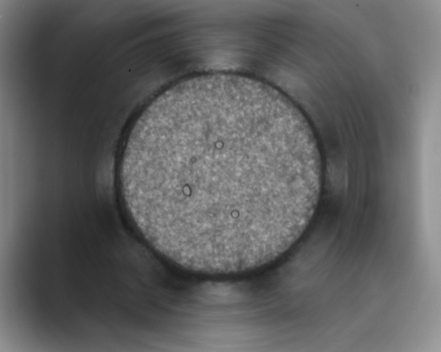 X0000088690534200706282004