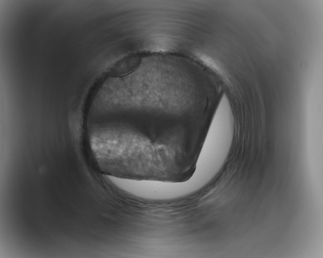 X0000088690540200706282004