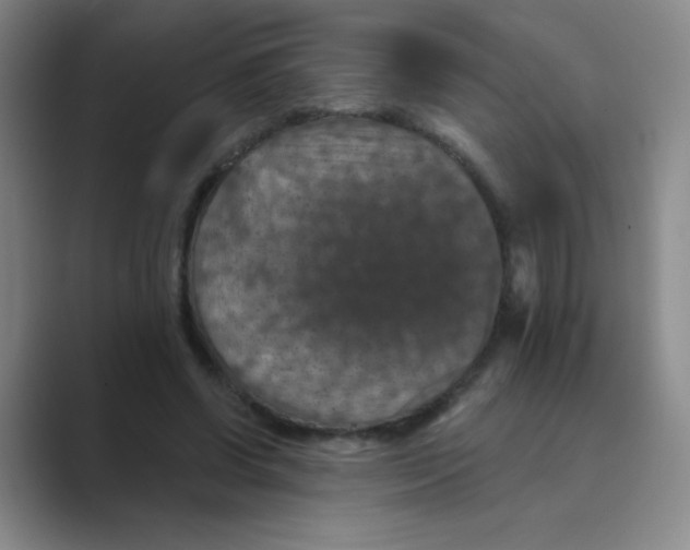 X0000088690542200706282004