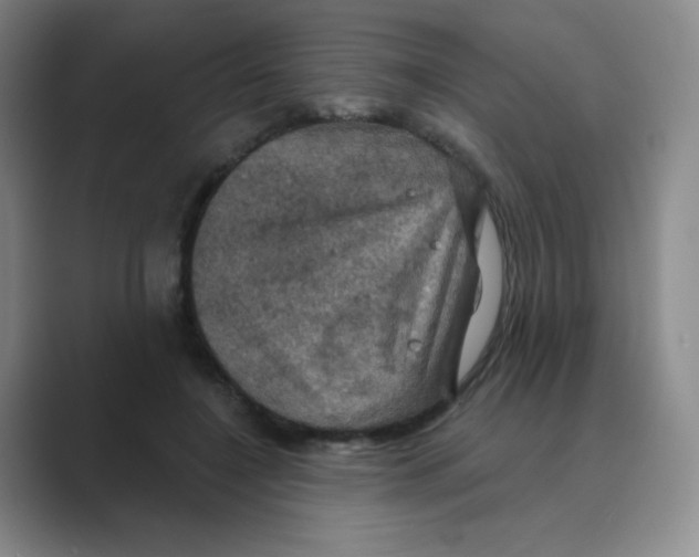 X0000088690548200706282004