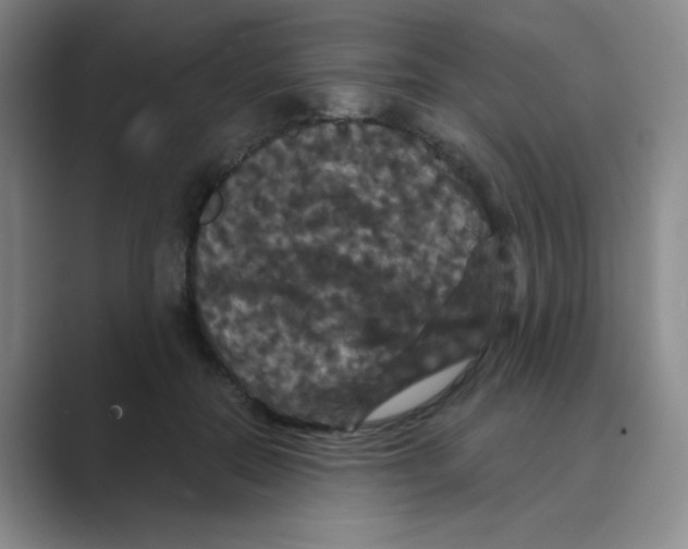 X0000088690554200706282005