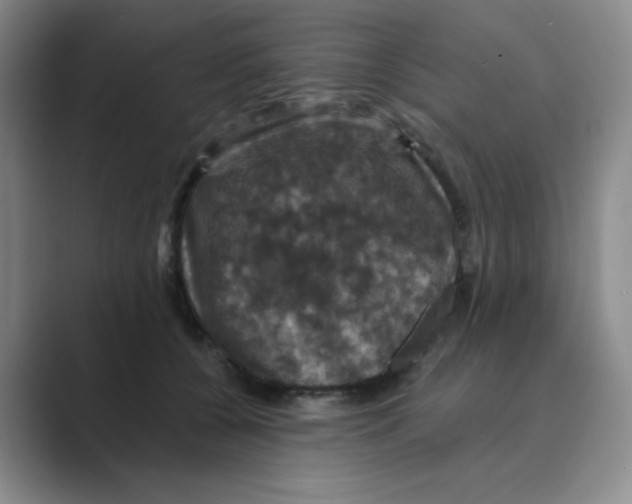 X0000088690560200706282005