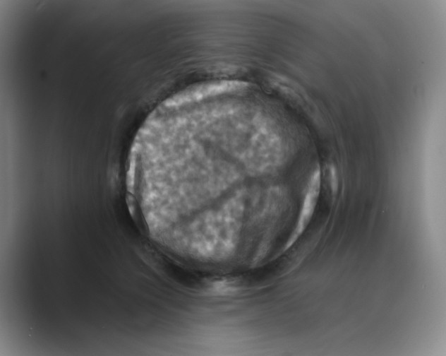 X0000088690564200706282005