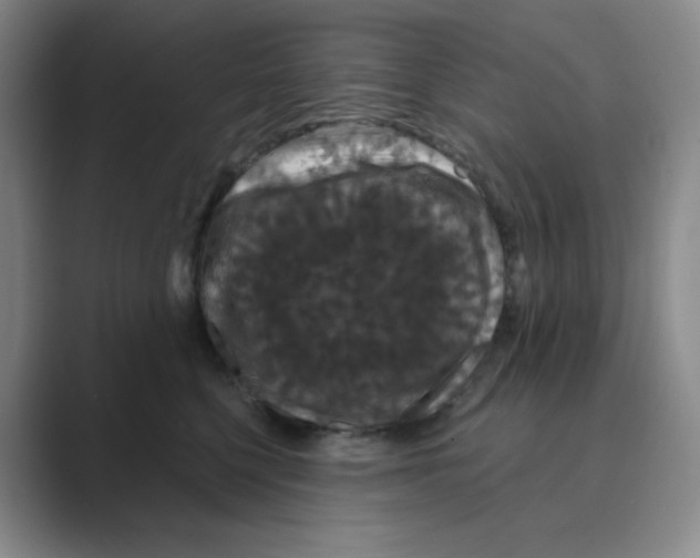 X0000088690568200706282005