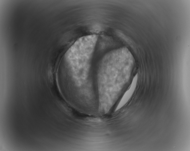 X0000088690572200706282005