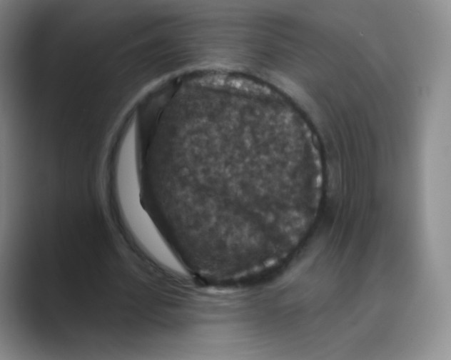 X0000088690580200706282004