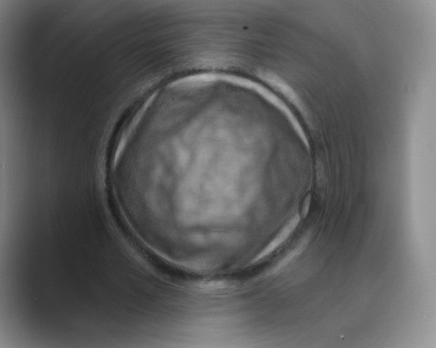 X0000088690581200706282004