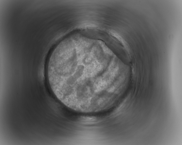 X0000088690582200706282004