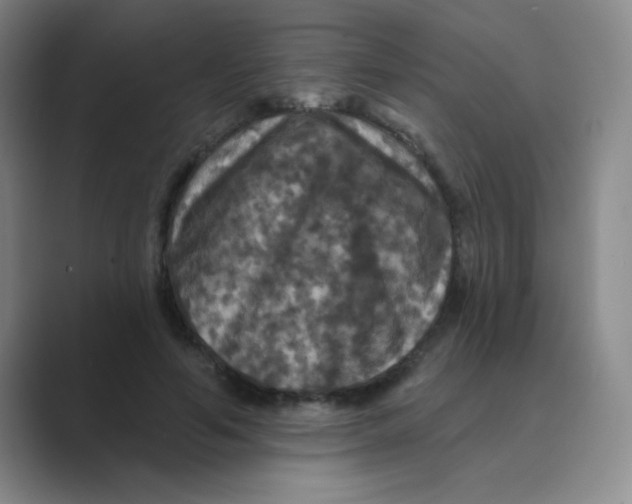 X0000088690594200706282004