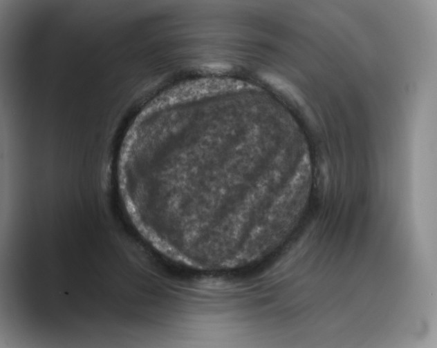 X0000088690596200706282004