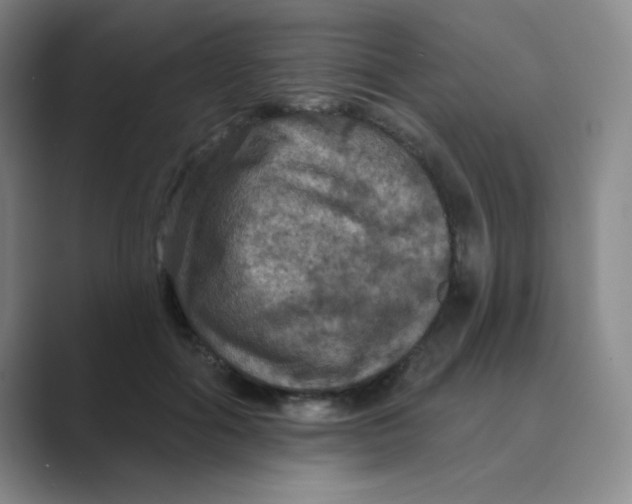 X0000088690602200706282004