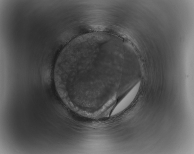 X0000088690641200706282003