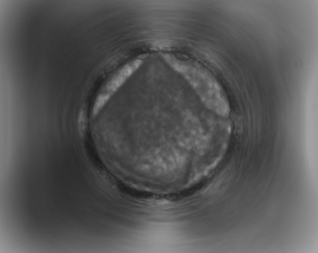 X0000088690648200706282003
