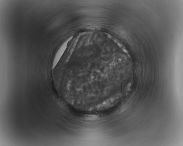 X0000088690649200706282003