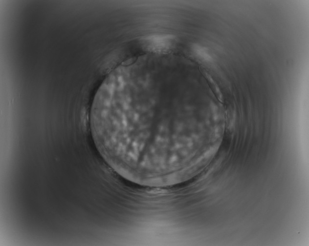 X0000088690669200706282004