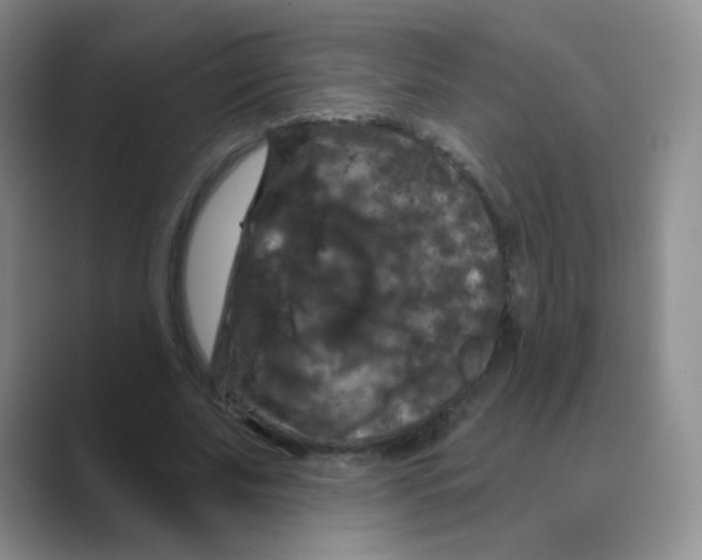 X0000088690679200706282003