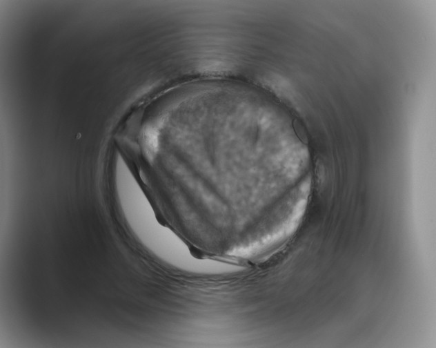 X0000088690684200706282003