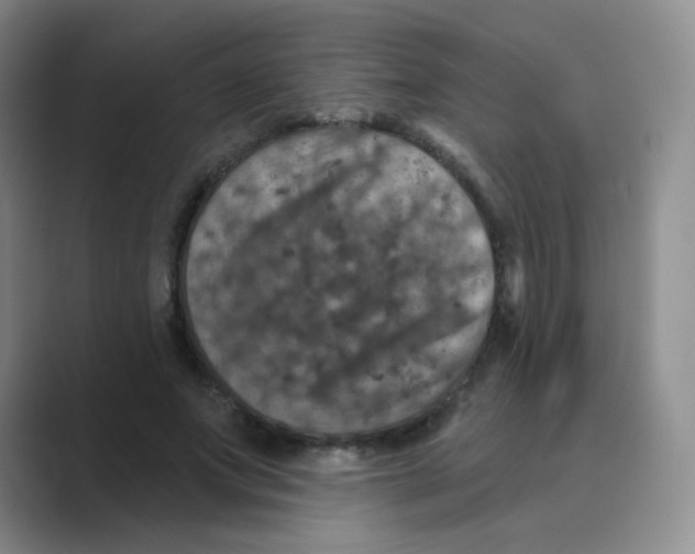 X0000088690687200706282003
