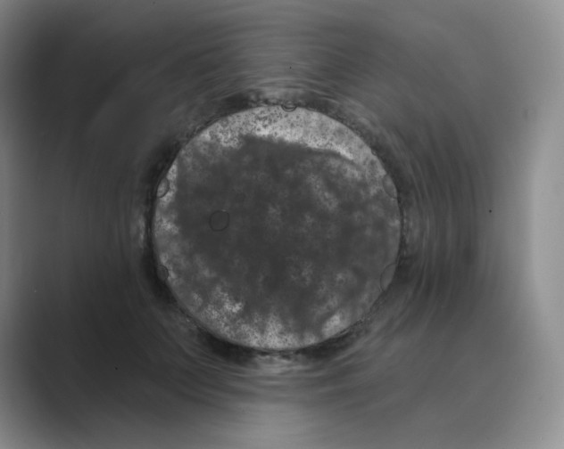 X0000088690703200706282003