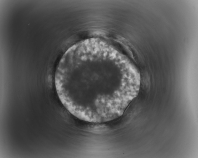 X0000088690716200706282002