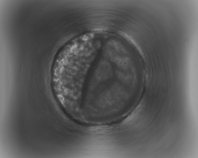 X0000088690721200706282002