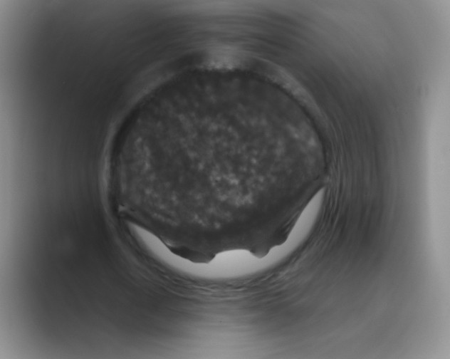 X0000088690722200706282002