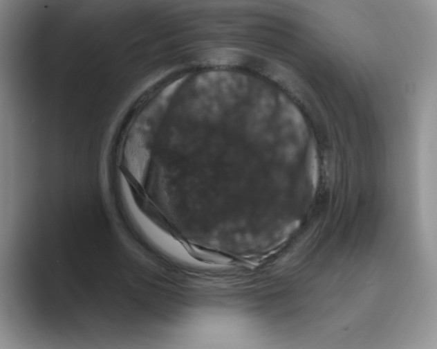 X0000088690726200706282002