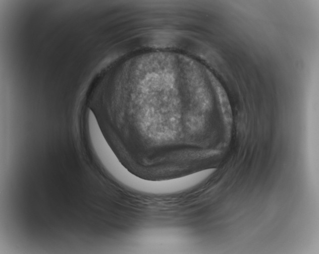 X0000088690727200706282002
