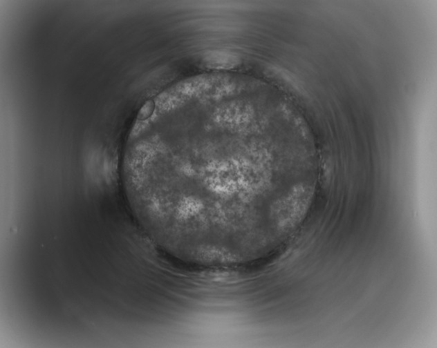 X0000088690745200706282002