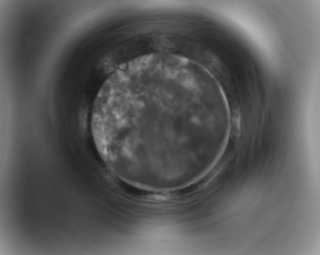 X0000088690765200706282002