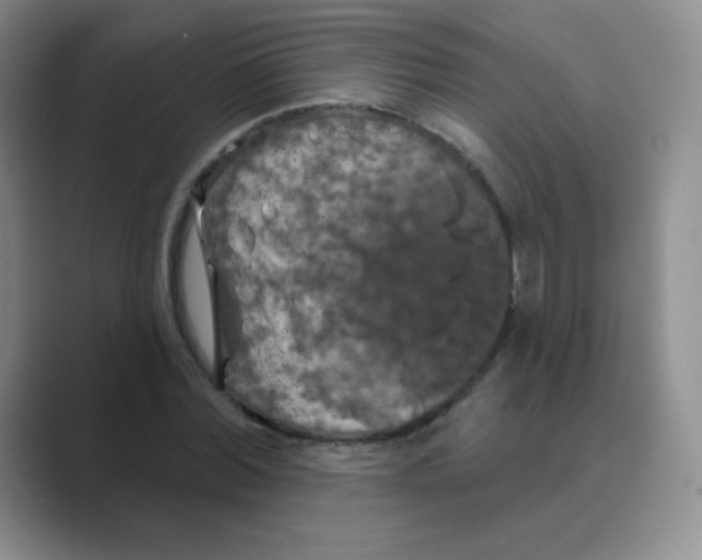 X0000088690780200706282001