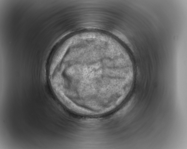 X0000088690782200706282001