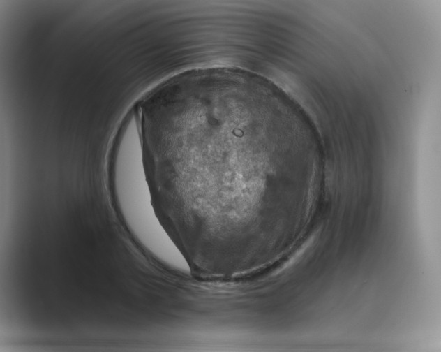 X0000088690789200706282001