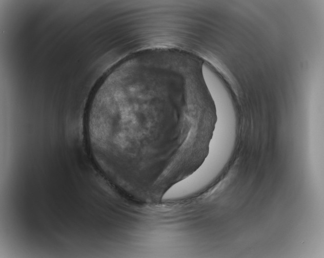 X0000088690834200706282001