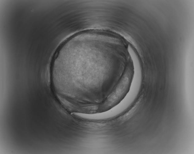 X0000088690838200706282001