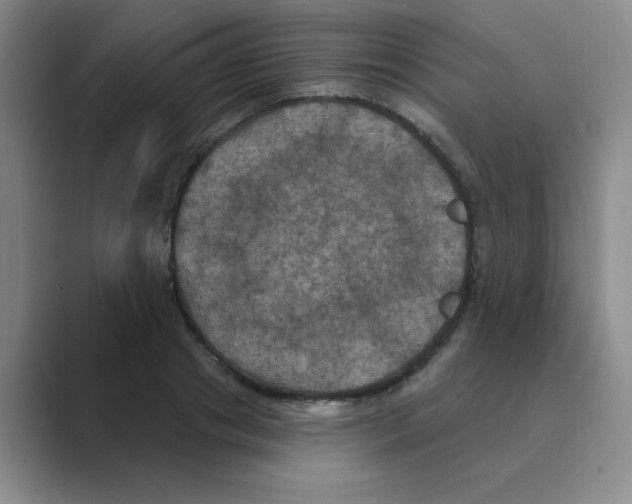 X0000088690841200706282001