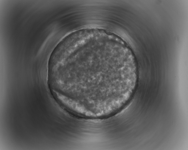 X0000088690844200706282001