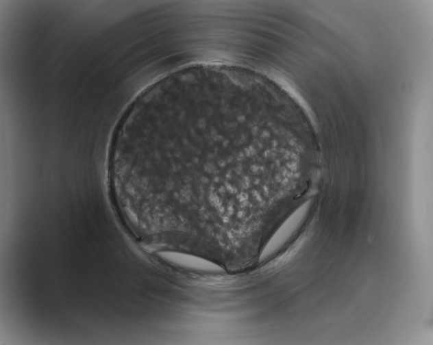 X0000088690845200706282001