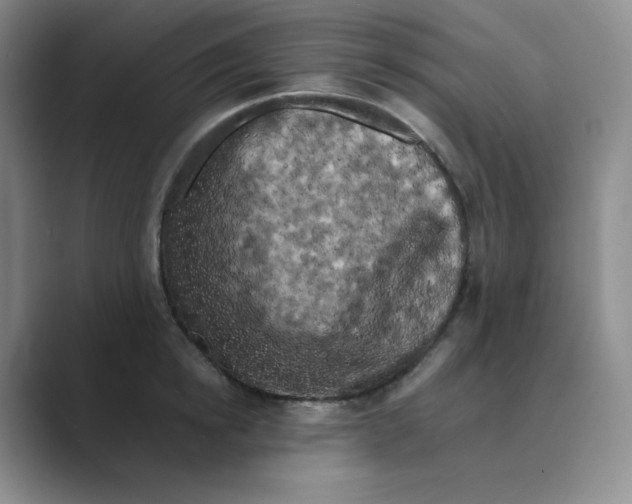 X0000088690854200706282001