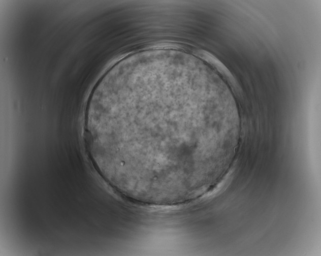 X0000088690860200706282001