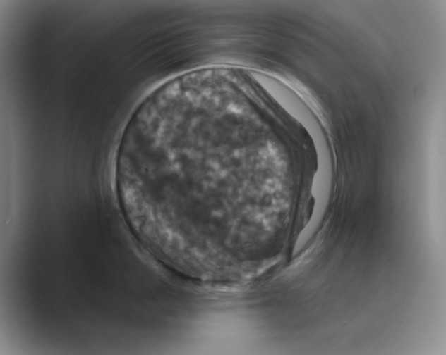 X0000088690862200706282001