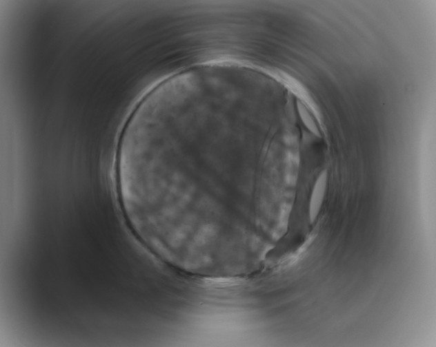 X0000088690863200706282001
