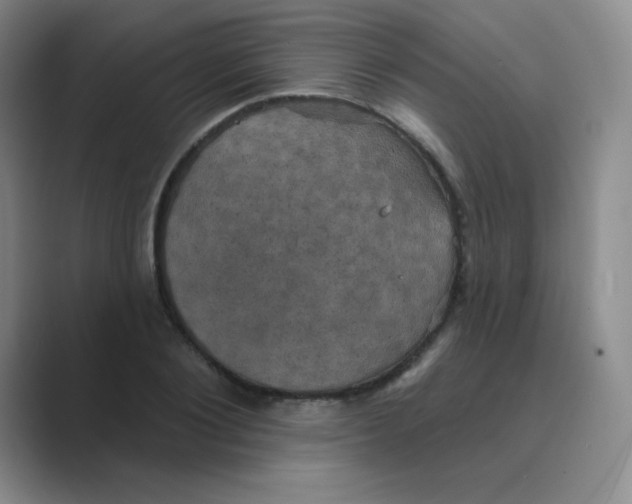 X0000088690884200706282000