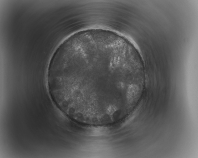 X0000088690895200706282000
